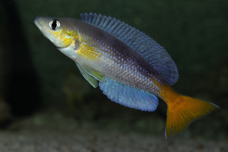 Cyprichromis sp. 'dwarf jumbo' Kagunga